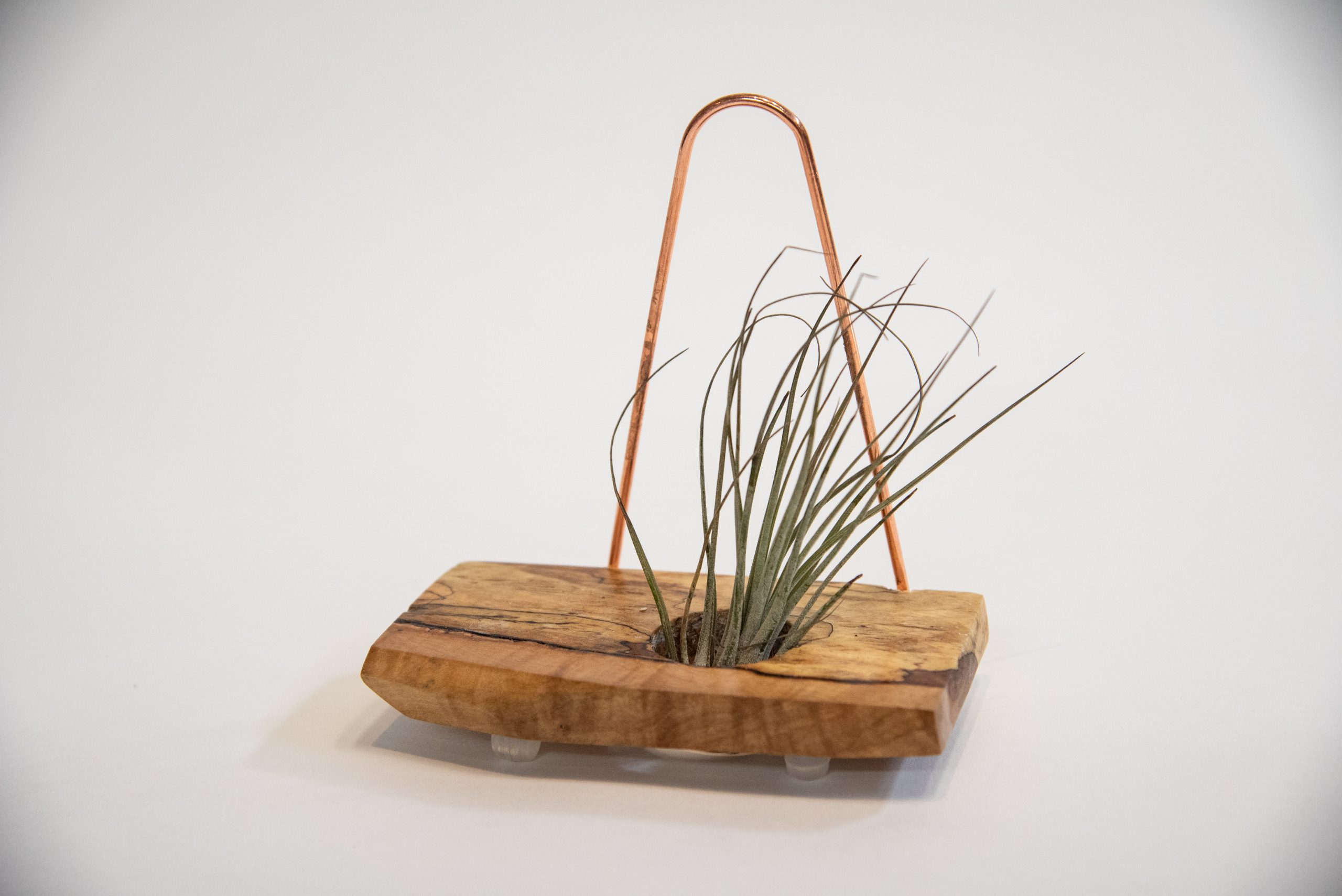 Air Plant Wall Hanger in spalted maple with a copper hanger, no resin