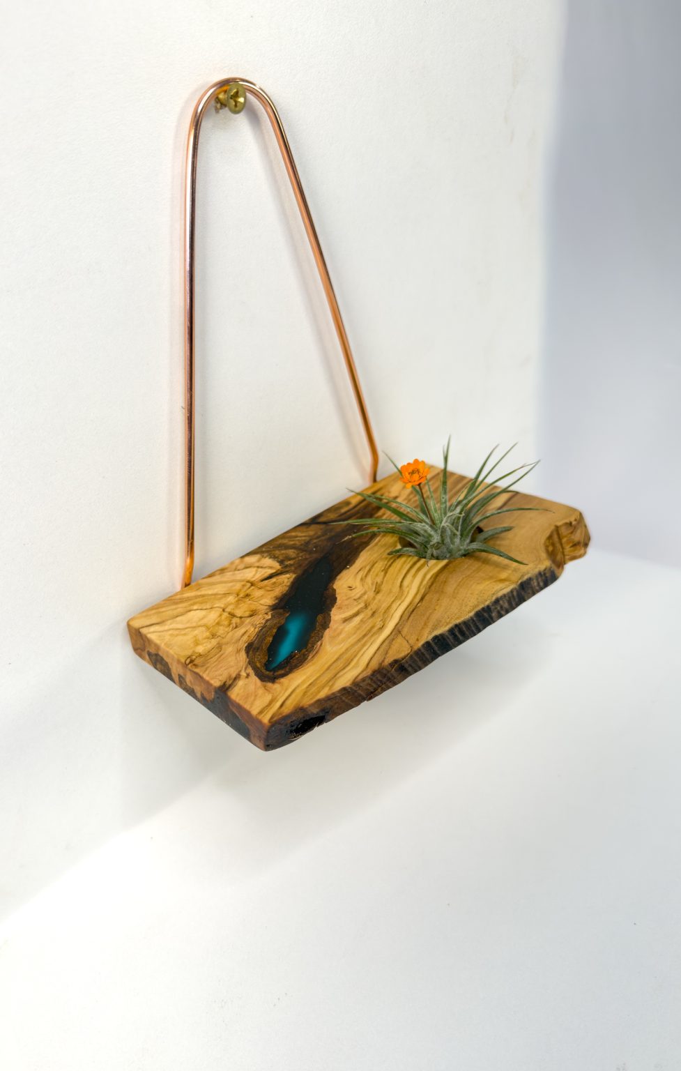 Air Plant Wall Hanger in olivewood with a blue resin accent and copper hanger, with air plant