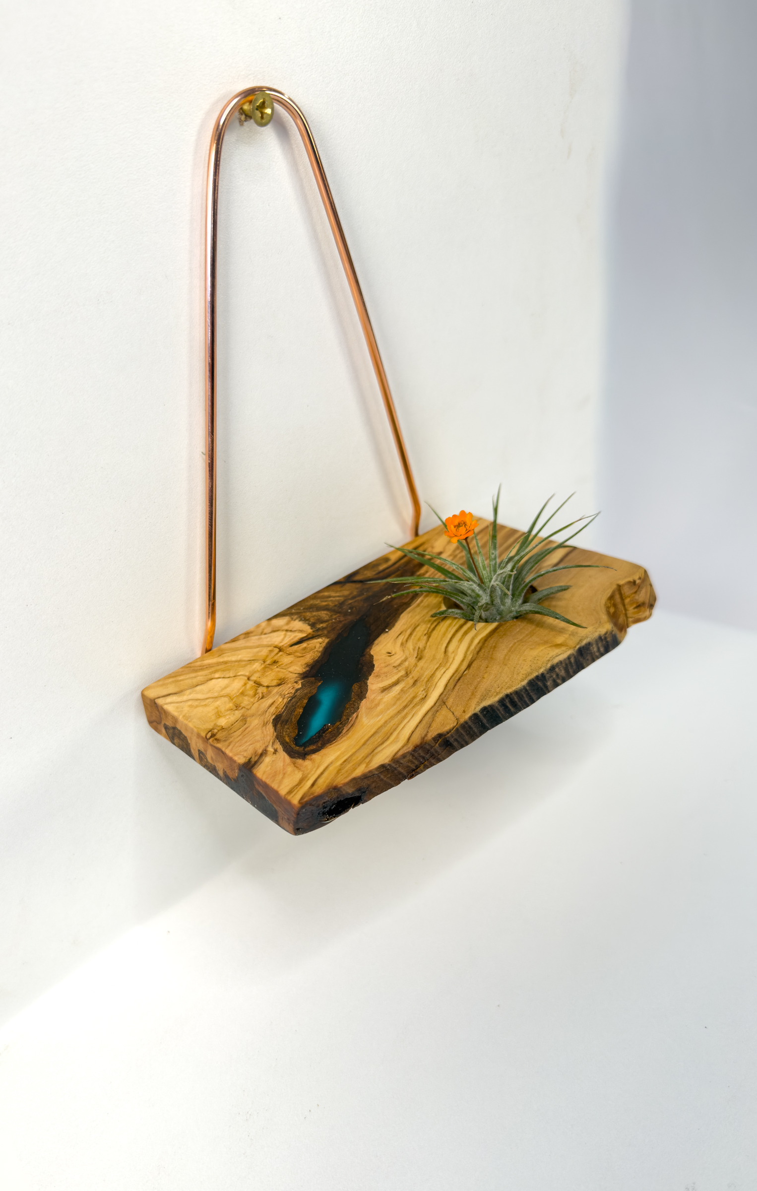 Air Plant Wall Hanger in olivewood with a blue resin accent and copper hanger, with air plant