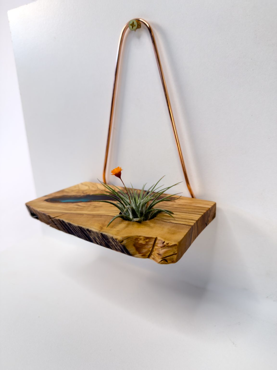 Olivewood air plant hanger with resin accent, side view