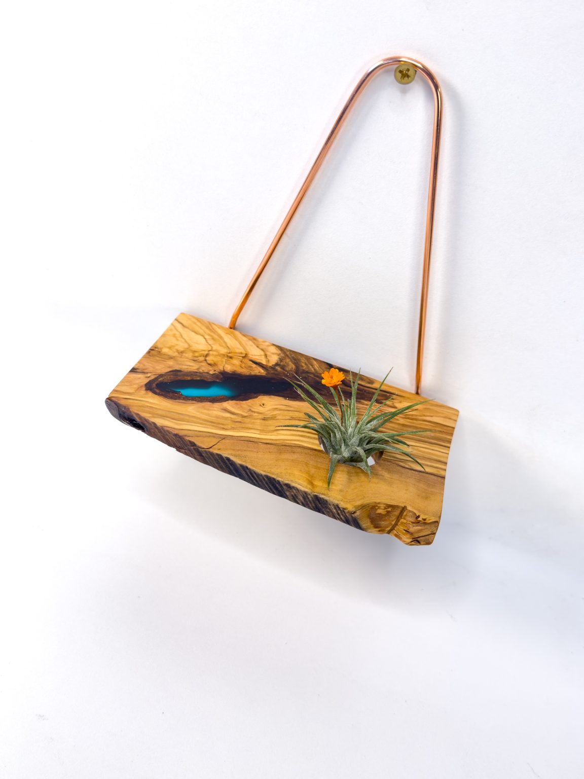 Air Plant Wall Hanger in olivewood with a blue resin accent and copper hanger