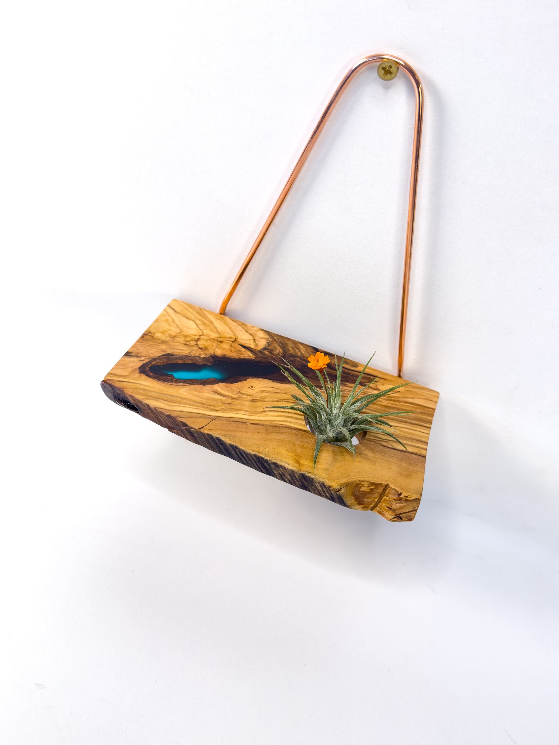 Olivewood air plant hanger with resin, angled view showing the copper hanger