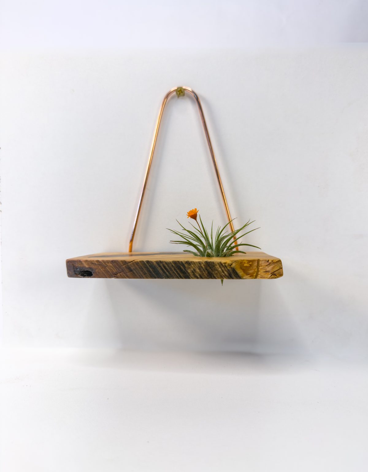 Air plant wall hanger mounted on the wall, side profile