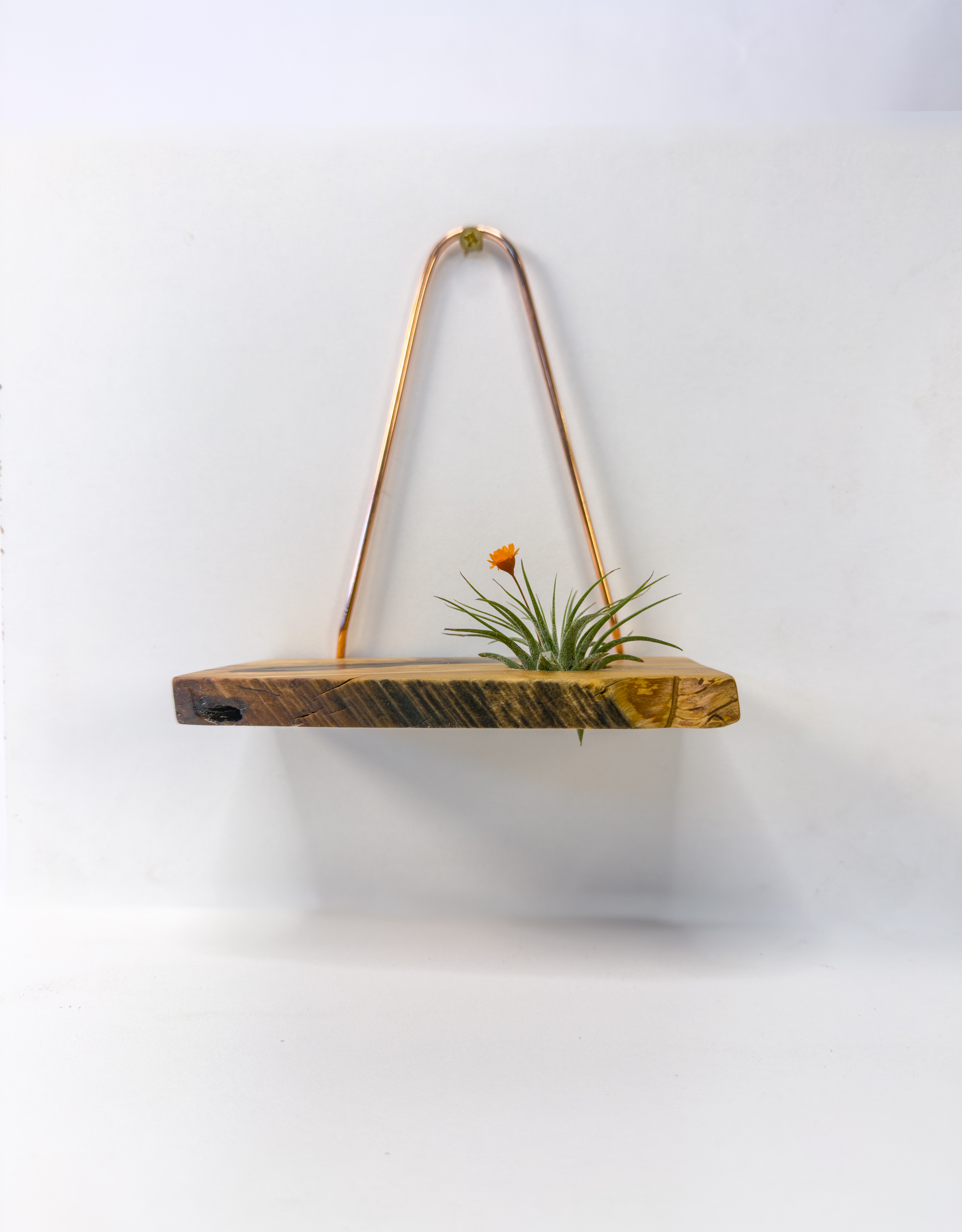 Air plant wall hanger mounted on the wall, side profile