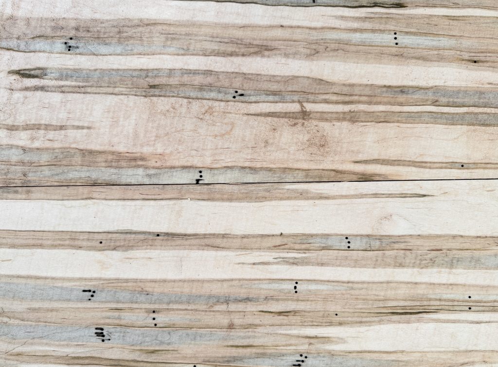 Ambrosia maple with gray and brown streaks trailing from beetle holes