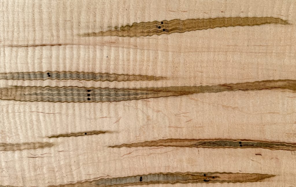 Quilted ambrosia maple with rippling figure and gray-green streaks