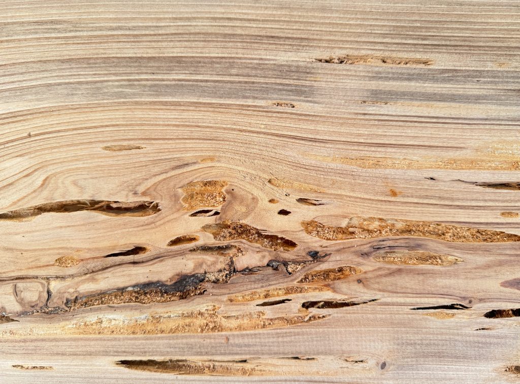 Pecky cypress board with pockets and channels left by a natural fungus
